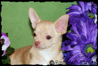 Brent the Chihuahua puppy