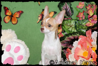 Butterscotch the chihuahua puppy