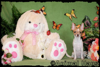 Butterscotch the chihuahua puppy
