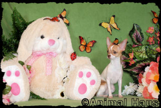 Butterscotch the chihuahua puppy