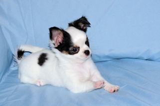 Carla - Black & White Spotted Longcoat Female Chihuahua Puppy