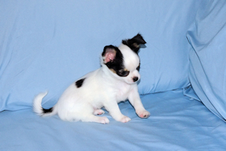 Carla - Black & White Spotted Longcoat Female Chihuahua Puppy