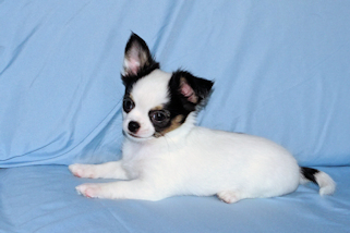 Carla - Black & White Spotted Longcoat Female Chihuahua Puppy