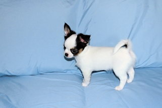 Carla - Black & White Spotted Longcoat Female Chihuahua Puppy