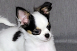 Carla - Black & White Spotted Longcoat Female Chihuahua Puppy