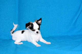 Carla - Black & White Spotted Longcoat Female Chihuahua Puppy