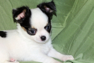 Carla - Black & White Spotted Longcoat Female Chihuahua Puppy