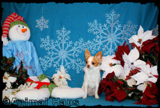 Chachi the Chihuahua Puppy