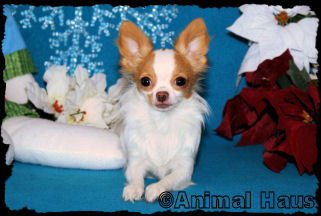 Chachi the Chihuahua Puppy