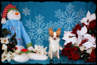 Chachi the Chihuahua Puppy