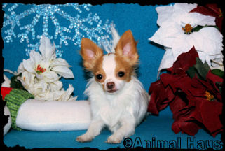 Chachi the Chihuahua Puppy