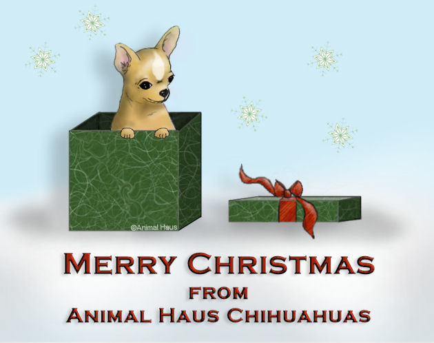 Happy Holidays from Animal Haus Chihuahuas