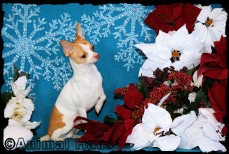 Chris the Chihuahua puppy