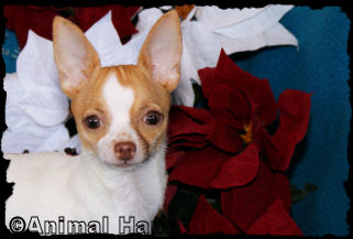 Chris the Chihuahua puppy