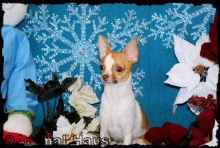 Chris the Chihuahua puppy