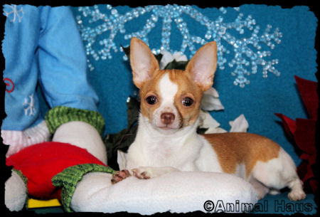 Chris the Chihuahua puppy
