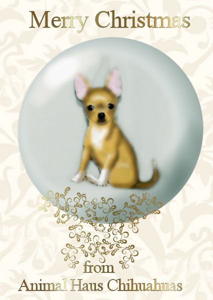 Welcome to Animal Haus Chihuahuas! Click the image of Charlotta to ENTER Animal Haus Chihuahuas' Website. Charlotta will lead the way! 