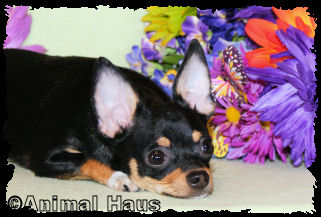 Claire the Chihuahua puppy