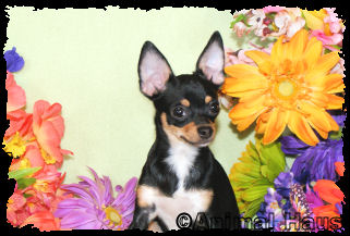 Claire the Chihuahua puppy