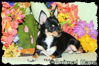 Claire the Chihuahua puppy