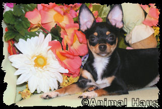 Claire the Chihuahua puppy