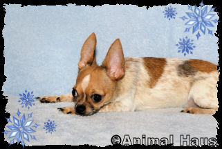 Clark the Chihuahua puppy