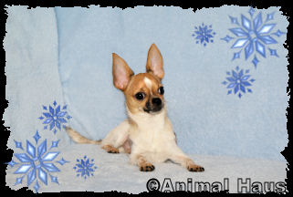 Clark the Chihuahua puppy