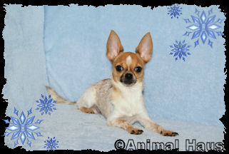 Clark the Chihuahua puppy