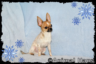 Clark the Chihuahua puppy