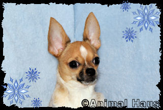 Clark the Chihuahua puppy