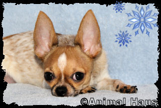 Clark the Chihuahua puppy