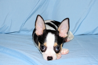 Conner - Black & White Spotted Smoothcoat Male Chihuahua Puppy