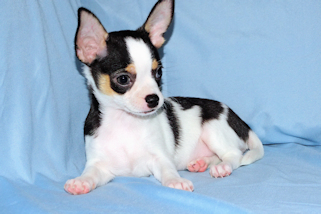 Conner - Black & White Spotted Smoothcoat Male Chihuahua Puppy