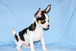 Conner - Black & White Spotted Smoothcoat Male Chihuahua Puppy
