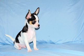 Conner - Black & White Spotted Smoothcoat Male Chihuahua Puppy