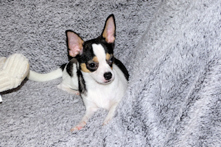 Conner - Black & White Spotted Smoothcoat Male Chihuahua Puppy