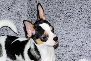 Conner - Black & White Spotted Smoothcoat Male Chihuahua Puppy
