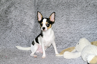Conner - Black & White Spotted Smoothcoat Male Chihuahua Puppy