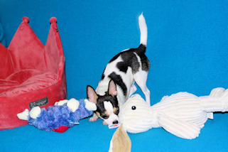 Conner - Black & White Spotted Smoothcoat Male Chihuahua Puppy