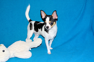 Conner - Black & White Spotted Smoothcoat Male Chihuahua Puppy