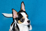 Conner - Black & White Spotted Smoothcoat Male Chihuahua Puppy