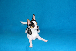 Conner - Black & White Spotted Smoothcoat Male Chihuahua Puppy