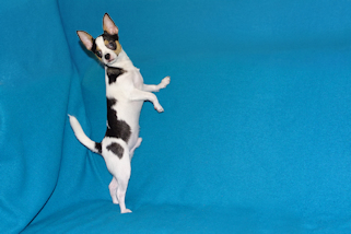 Conner - Black & White Spotted Smoothcoat Male Chihuahua Puppy