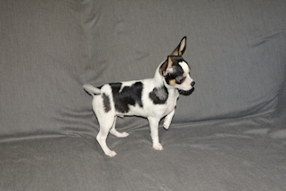 Conner - Black & White Spotted Smoothcoat Male Chihuahua Puppy