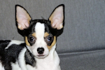 Conner - Black & White Spotted Smoothcoat Male Chihuahua Puppy