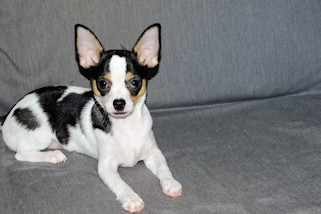 Conner - Black & White Spotted Smoothcoat Male Chihuahua Puppy