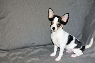 Conner - Black & White Spotted Smoothcoat Male Chihuahua Puppy