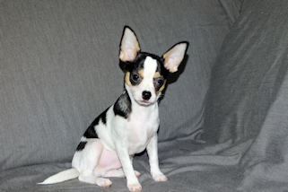 Conner - Black & White Spotted Smoothcoat Male Chihuahua Puppy