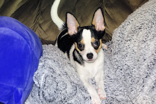 Conner - Black & White Spotted Smoothcoat Male Chihuahua Puppy