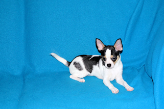 Conner - Black & White Spotted Smoothcoat Male Chihuahua Puppy